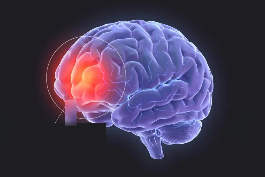 A translucent brain with the front area glowing and circled