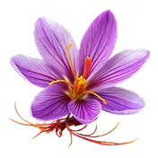 Saffron flower